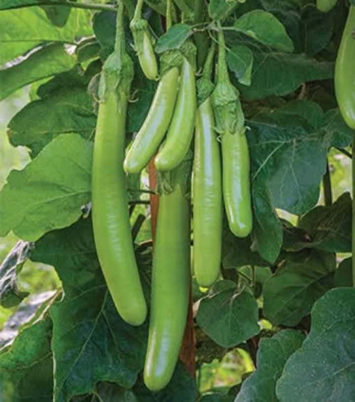 long-green-brinjal